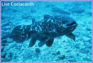 Coelacanth