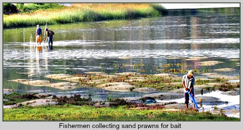 Fishermen collecting sandprawns as bait in the Swartvlei Lagoon. Fishermen collecting sandprawns as bait in the Swartvlei Lagoon.