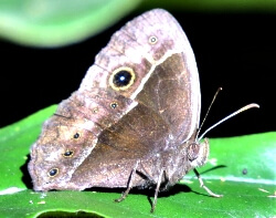 Common Bush-Brown Butterfly