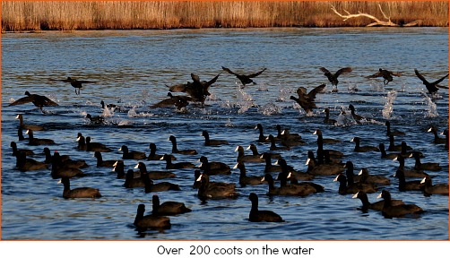 Coots on the Swartvlei