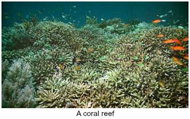 a coral reef