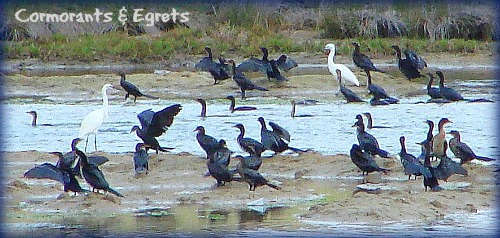 Cape & Whitebreasted Cormorants & Little Egets