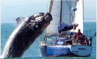 whale crash landing whale crash landing