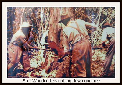 4 woodcutters chopping down a large tre 4 woodcutters chopping down a large tre