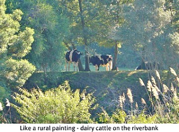 Dairy Cattle next to river
