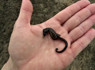 The size of a dead seahorse compared to the size of my hand.