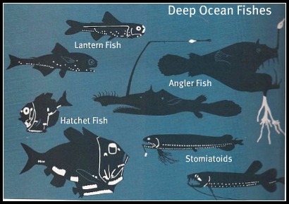 Deep ocean fishes