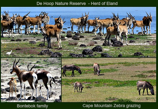 De Hoop Nature Reserve De Hoop Nature Reserve