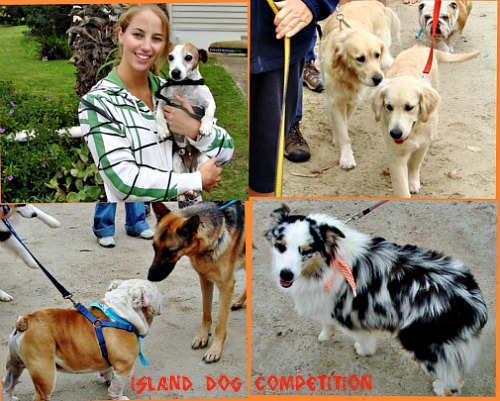 Slow Dog Competition