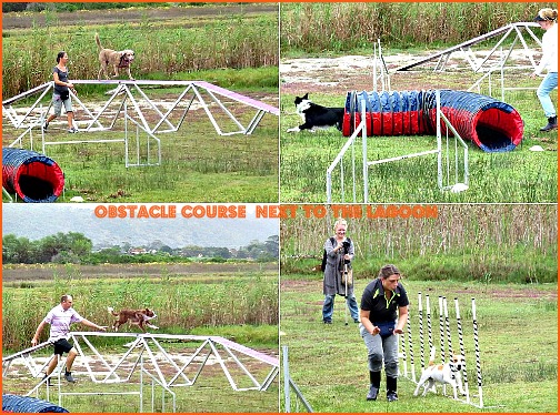 Dogs Obstacle Course
