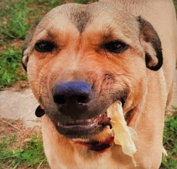 Healthy Dog Treats from carp airbladders