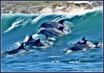 a Pod of Dolphins in the Bay