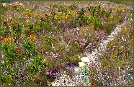 Beautiful fynbos