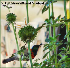 Southern Double-collared Sunbird