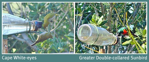 Some of the local bird-life at the feeder
