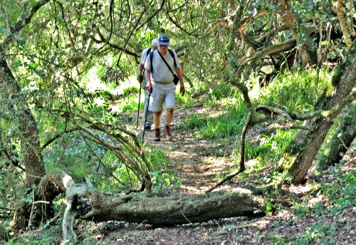 Walk through the dune forest at Goukamma Nature Reserve