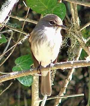 Dusky Flycatcher