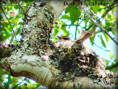African Dusky flycatcher on its nest