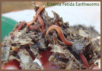 The Earthworms The Earthworms