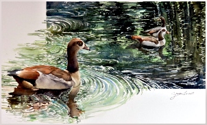 Egyptian Geese
