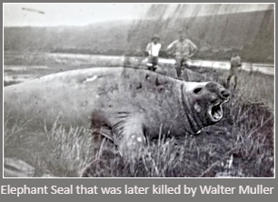 Elephant Seal Elephant Seal