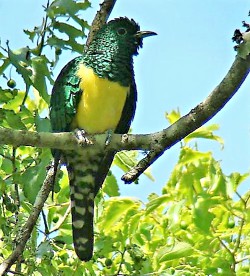 A Summer visitor-the Emerald Cuckoo
