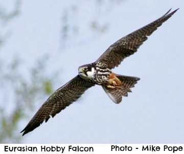 Eurasian Hobby Falcon Eurasian Hobby Falcon