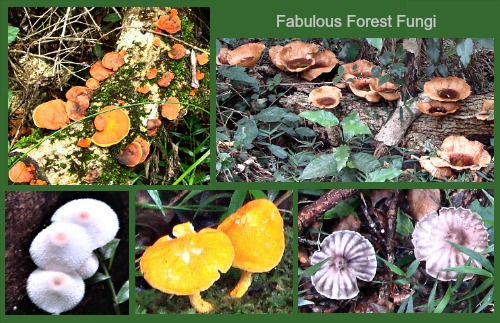 Forest fungi Forest fungi