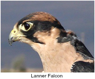 Lanner Falcon