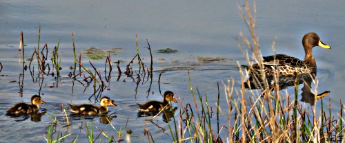 Yellow-billed ducks - mother with her chicks