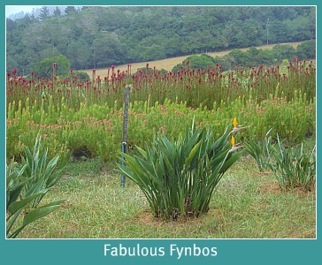 Wonderful fynbos growing on Downunder Farm