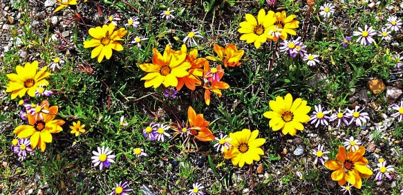 Wildflowers on the roadside to De Rust
