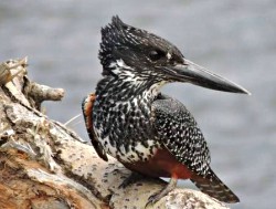 Female Giant Kingfisher