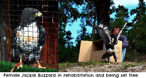 Female Jackal Buzzard Female Jackal Buzzard