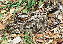 Fiery-necked Nightjar