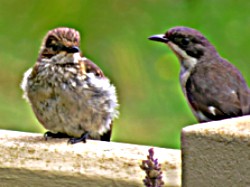 Fiscal Flycatcher with its fledgling