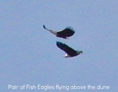 African Fish Eagle African Fish Eagle