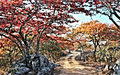 Colourful Msasa Trees overshadow a winding road in Zimbabwe