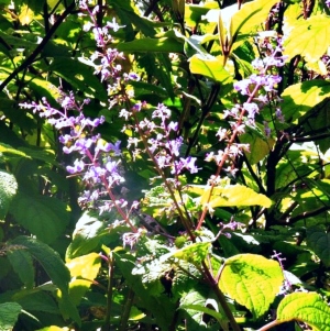 Flowering Plectranthus Flowering Plectranthus