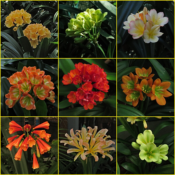 Beautiful Clivias on show Sep 2022