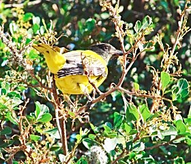For Birds plant a tree