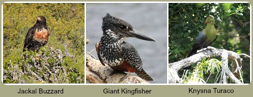 Bird Sightings - Buzzard, Kingfisher, Turaco. Bird Sightings - Buzzard, Kingfisher, Turaco.