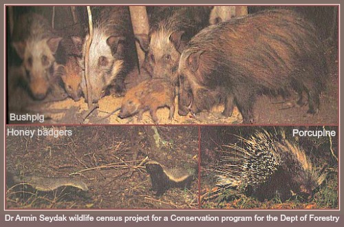 Nocturnal Animals Nocturnal Animals