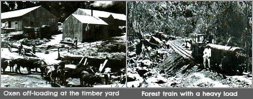 Timber processing in the Knysna forest Timber processing in the Knysna forest