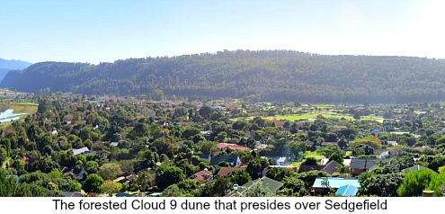 View of Cloud Forested Dune