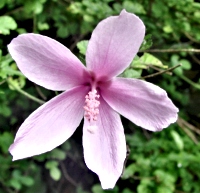 Pink Forest Hibiscus