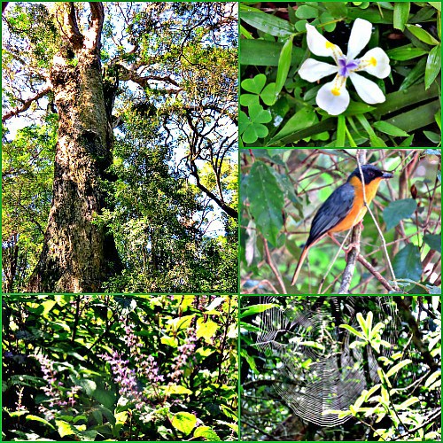 Fabulous Knysna indigenous forest walk