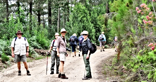 Walking Group in the forest Walking Group in the forest