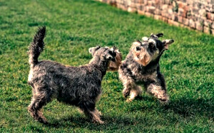 Free running dogs Free running dogs