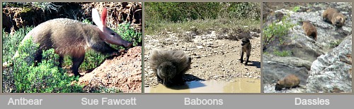 Antbear, baboons and Dassies Antbear, baboons and Dassies